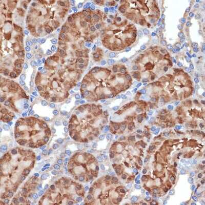 Immunohistochemistry-Paraffin: MEKK2 Antibody (9L5O3) [NBP3-15886]