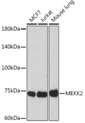 Western Blot: MEKK2 Antibody (9L5O3) [NBP3-15886]