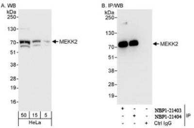 Western Blot: MEKK2 Antibody [NBP1-21403]