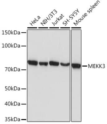 Western Blot: MEKK3 Antibody (9N3Y9) [NBP3-16252]