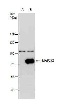 Western Blot: MEKK3 Antibody [NBP2-17273]