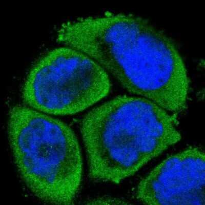 Immunocytochemistry/ Immunofluorescence: MEKK4 Antibody [NBP1-87734]