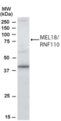 Western Blot: MEL-18 Antibody [NB100-1240]