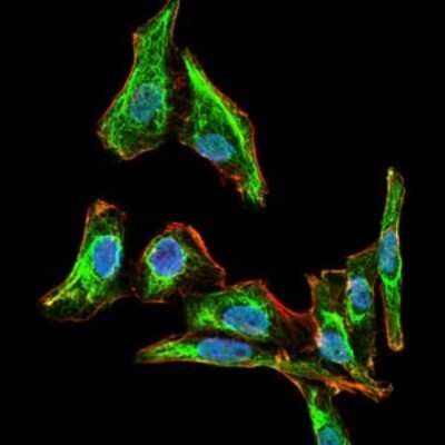 Immunocytochemistry/ Immunofluorescence: MELK Antibody (2G2) - BSA Free [NBP2-37481]