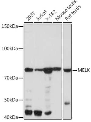 Western Blot: MELK Antibody (4F10X4) [NBP3-16211]