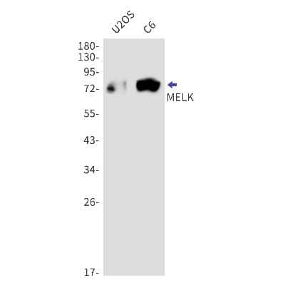 Western Blot: MELK Antibody (S06-4D6) [NBP3-15059]