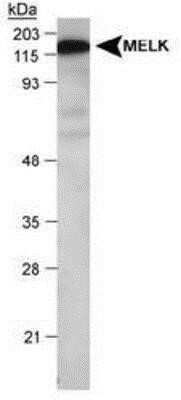 Western Blot: MELK Antibody [NB100-782]