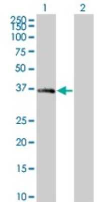 Western Blot: MEOX 2 Antibody (4E10) [H00004223-M10]