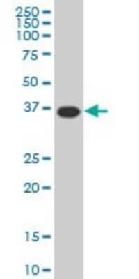 Western Blot: MEOX 2 Antibody (5A6) [H00004223-M02]