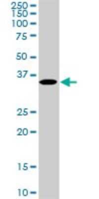 Western Blot: MEOX 2 Antibody (5A6) [H00004223-M02]