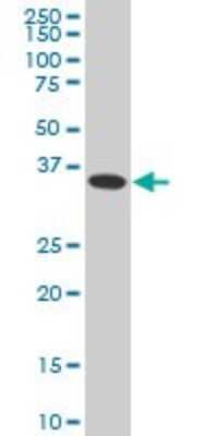 Western Blot: MEOX 2 Antibody (5E1) [H00004223-M08]