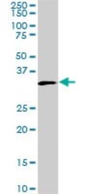 Western Blot: MEOX 2 Antibody (5E1) [H00004223-M08]