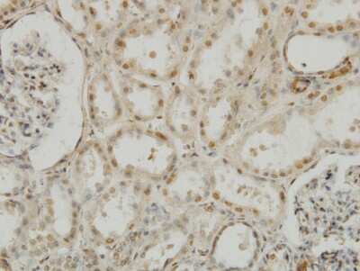 Immunohistochemistry-Paraffin: MEOX 2 Antibody (6A5) [H00004223-M03]