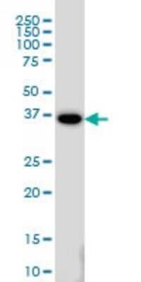 Western Blot: MEOX 2 Antibody (6A5) [H00004223-M03]