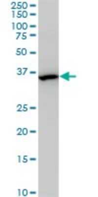 Western Blot: MEOX 2 Antibody (6A5) [H00004223-M03]
