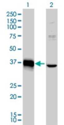 Western Blot: MEOX 2 Antibody (6A5) [H00004223-M03]