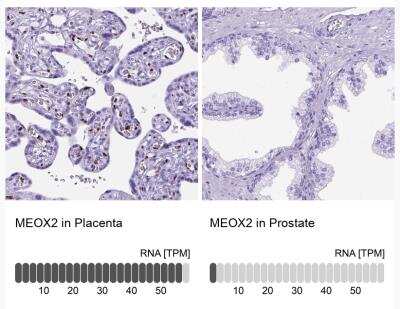 Immunohistochemistry-Paraffin: MEOX 2 Antibody [NBP2-30647]