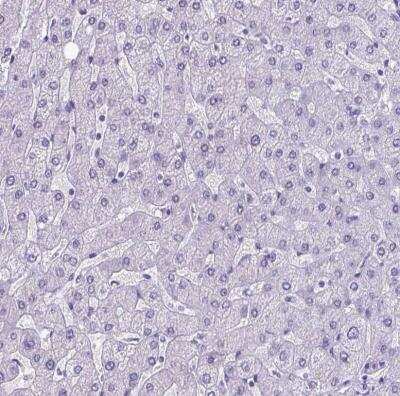 Immunohistochemistry-Paraffin: MEOX 2 Antibody [NBP2-30647]