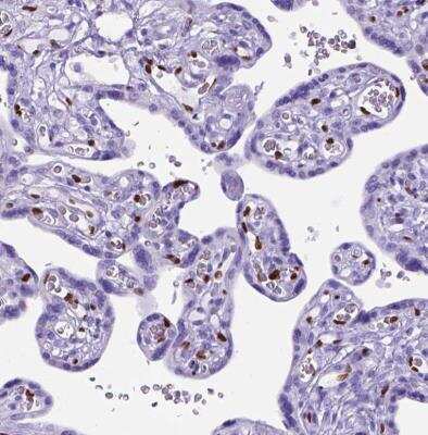 Immunohistochemistry-Paraffin: MEOX 2 Antibody [NBP2-30647]