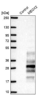Western Blot: MEOX 2 Antibody [NBP2-30647]