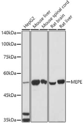 Western Blot: MEPE/OF45 AntibodyAzide and BSA Free [NBP3-16826]