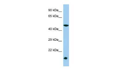 Western Blot: MESDC1 Antibody [NBP2-83194]