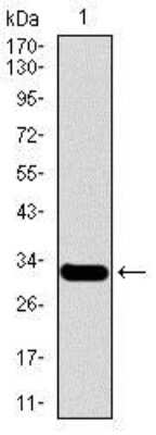 Western Blot: MESP2 Antibody (1B3F9)BSA Free [NBP2-37424]