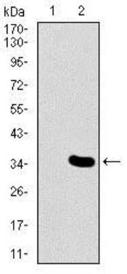 Western Blot: MESP2 Antibody (1B3F9)BSA Free [NBP2-37424]