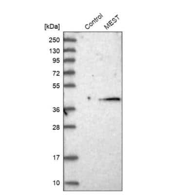 Western Blot: MEST Antibody [NBP1-87299]