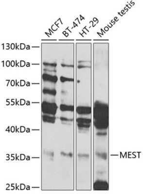 Western Blot: MEST AntibodyBSA Free [NBP3-04728]