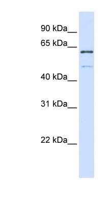 Western Blot: METT10D Antibody [NBP1-79255]