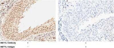 Immunohistochemistry-Paraffin: METTL1 Antibody [NBP2-99811]