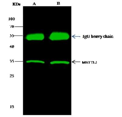 Immunoprecipitation: METTL1 Antibody [NBP2-99811]