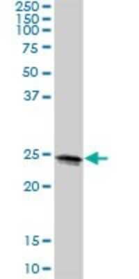 Western Blot: METTL10 Antibody [H00399818-B01P]