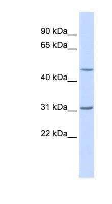 Western Blot: METTL10 Antibody [NBP1-55186]