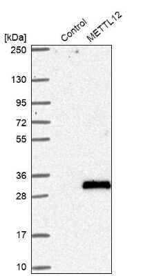 Western Blot: METTL12 Antibody [NBP1-90987]