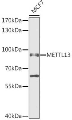 Western Blot: METTL13 AntibodyBSA Free [NBP3-05031]