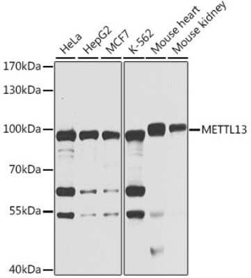 Western Blot: METTL13 AntibodyBSA Free [NBP3-05095]