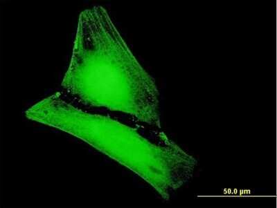 Immunocytochemistry/ Immunofluorescence: METTL20 Antibody [H00254013-B01P]
