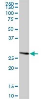 Western Blot: METTL20 Antibody [H00254013-B01P]