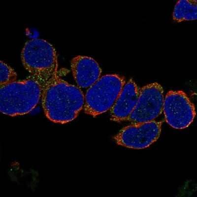 Immunocytochemistry/ Immunofluorescence: METTL21D Antibody [NBP2-69017]