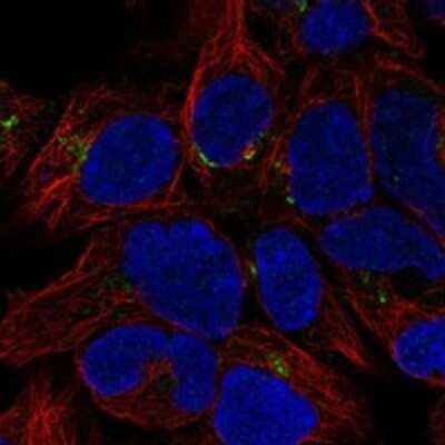 Immunocytochemistry/ Immunofluorescence: METTL26 Antibody [NBP3-17393]