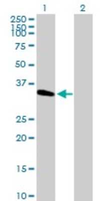 Western Blot: METTL2B Antibody [H00055798-B01P]