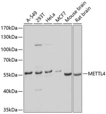 Western Blot: METTL4 AntibodyAzide and BSA Free [NBP3-04490]