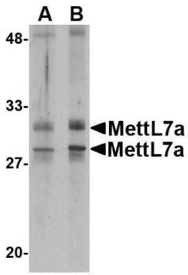 Western Blot: METTL7A AntibodyBSA Free [NBP1-77336]