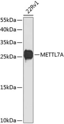 Western Blot: METTL7A AntibodyBSA Free [NBP3-04948]