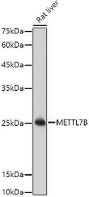 Western Blot: METTL7B AntibodyAzide and BSA Free [NBP3-05106]