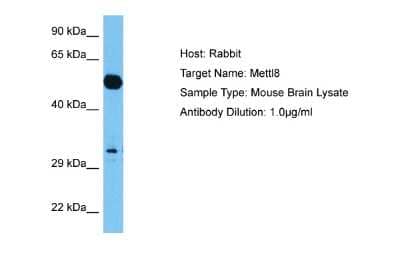 Western Blot: METTL8 Antibody [NBP2-83196]