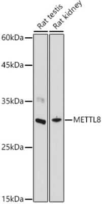 Western Blot: METTL8 AntibodyAzide and BSA Free [NBP3-16023]