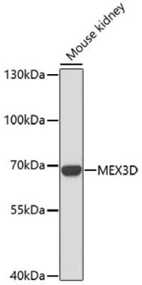 Western Blot: MEX3D AntibodyAzide and BSA Free [NBP3-04155]